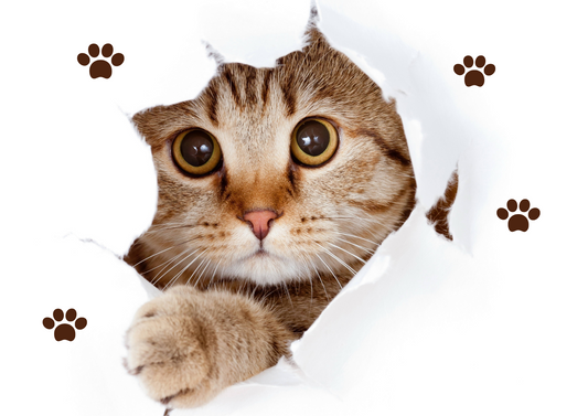 Are Scented Wax Melts Toxic to Dogs and Cats?